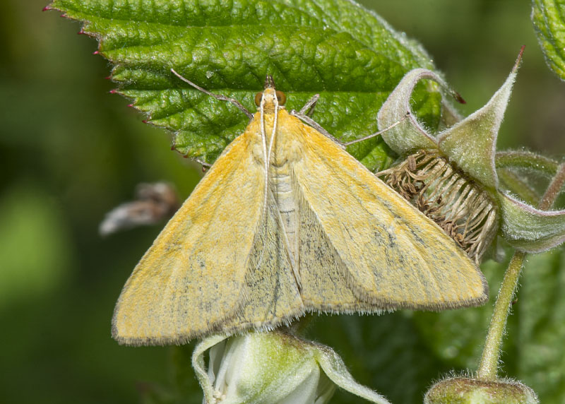 Crambidae - Mecyna lutealis cfr.